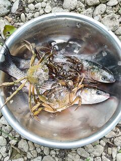 С 8 до 11 две кефальки по ~450 г, сход у травы, крабы на крючках — короткий выезд