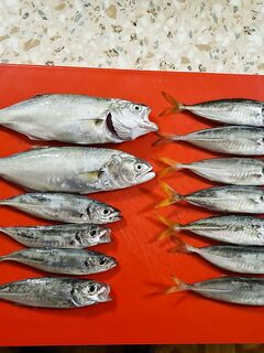 Море шикарное, клёв средний: держу темп и меняю горизонты по выходам