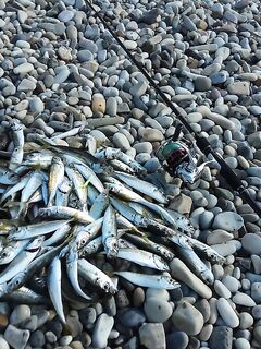 Весенний берег — белый кан, знакомые лица, сейчас подсел на лодочные пилькеры