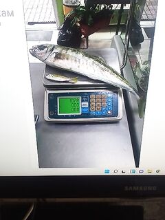 Лазаревская: фото ставриды «на кило» из лодки — мотивирует выйти пораньше