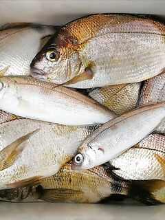 С лодки на стики и пилькеры с сушёным нереисом: 2–3 кг карася и смарида