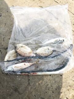 Утренний штиль — сарган на пилькер, после девяти волна и бомбарда в дело