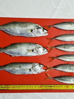 Луфарь в темноте: серия поклёвок с 5:30 до рассвета, днём — карандаши и пауза