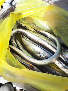 Сочи утром: бомбарда и червь — сарган клевал, пока волна не поднялась