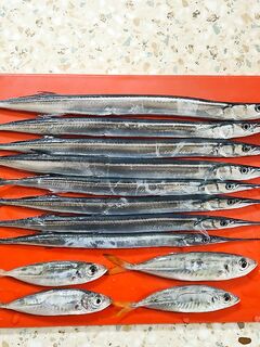 После штормов — вяло: мало саргана, почти нет ставриды, место не угадал