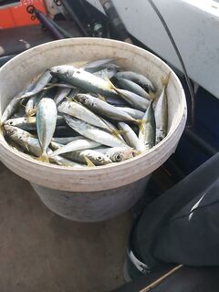 Адлер, под Олимп-парк: длинный марш-бросок окупился совместным уловом