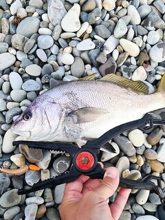 Сарган железо не хочет: беру 3–5 «шнурков» за выход и лечусь заменой приманки