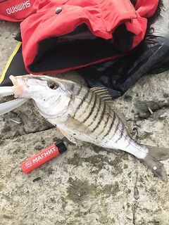 Сарган капризничал — переключился на барабульку, бонусом зашёл мармир