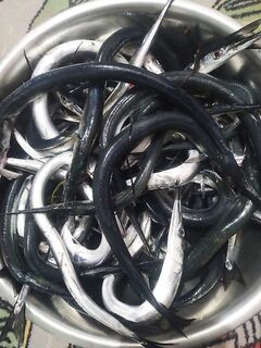 49 сарганов за день: дельфины показали шоу, а дальше взлом сейфа с червём и проводкой