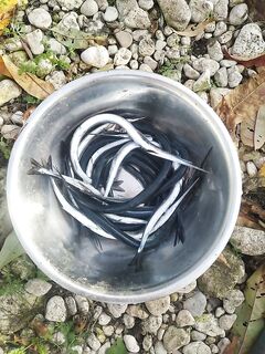 После дельфинов грусть: флюр 0.12 работал, толще — тишина, разговоры с пастухом о снастях