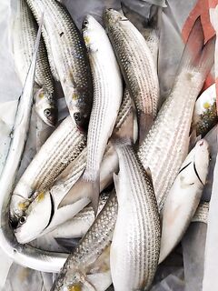 Чуларка с берега: бомбарда плюс «моряк», половину отдал товарищу