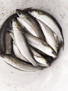 С 9 до 12 бомбарда с морским червём — классика межсезонья