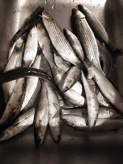 Берег, бомбарда и морской червь: простая снасть, простой клёв, поплавочники облавливают