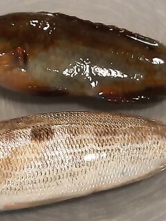 Опознание улова: среди саргана и чуларки попались зеленуха и каменный окунь