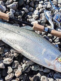 Гурзуф, волнорез и форель 1,3 кг: крэнк 1,1 г, флюр 0,16, плюс две зеленухи на поплавок