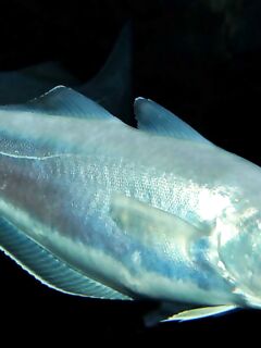 Тресковые в Чёрном море: мерланг-голяк без промыслового значения, черная точка у хвоста