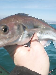 Скумбрия прошлого и сегодняшняя пеламида: как названия кочуют и сбивают с толку