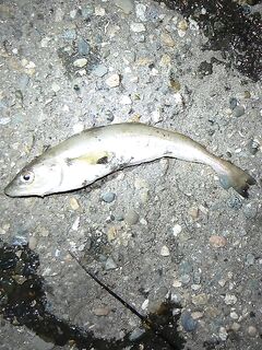 Большой Утриш: мерланг-голяк на фото, сессия пустая, зато точку отметил на карте