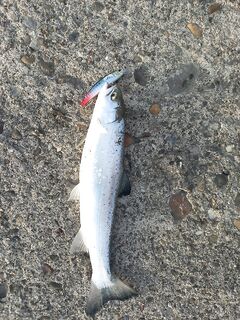 Редкий гость у берега: зафиксировал наблюдение и сравню с прошлогодними заметками