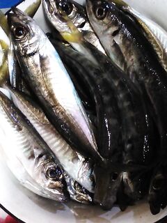 Учкуевка вечером: короткие подходы ставриды, музыка в ушах и спокойный темп