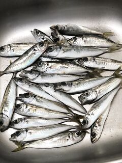 Севастопольская бухта: придонная сверхмедленная проводка, размер мелковат, но клюёт