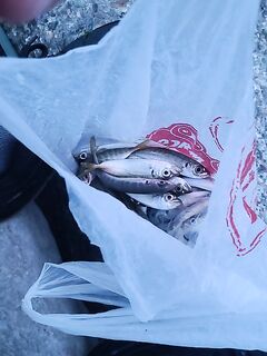 Имеретинка, вечерняя рыбалка у камней: ставрида звереет, чуларка трётся у берега