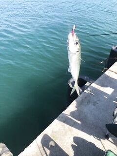Севастополь, Голландия: с 4 до 12 — утром крупнее, но труднее; после 8 стабильно