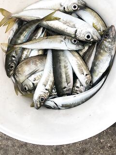 Севастополь, бухта Голландия: утренний мормышинг с рассолом креветки — ключ к клёву