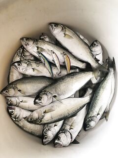 Октябрь в наших краях: сарган и луфарь; спин до 7–8 г, минноу 5 г — рабочая база