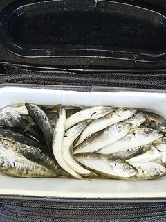 Севастополь: вода теплеет, ставрида крупнеет — с 4 до 6 уже веселее