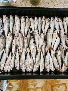 Барабуля радует: с 4:30 до 8 на протяжку, актив и размер — без скучных донок