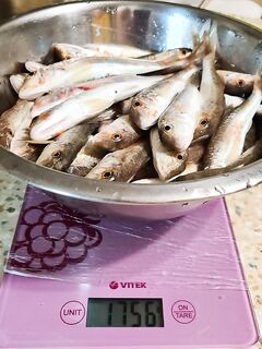 С берега на протяжку с 5 до 9: ветер и волна — не помеха, когда рыба есть