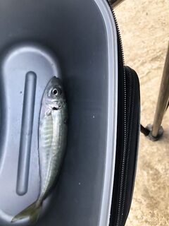 Севастополь, Учкуевка — от мормышки 0.7 г к Daiko Nocturne: луна в 23 и рыба «спать»