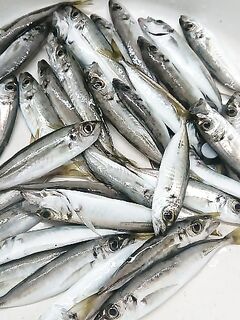 Вечер на бунах под ставридку: почти каждый провод — клюёт, бонус горбылик