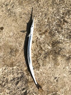 Крым, Песчаное — тестовый выезд под запрет пресняка: вечер мелкой ставриды и «дракончики»