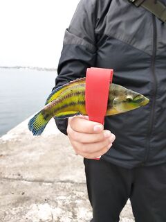 Зеленушка для разнообразия: погода портится, ставрида на месте, коты сыты