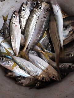 Закатный самодур короткий на 3 крючка: ставриды много, барабулю не пробиться