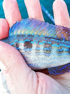 Смарида во всей весенней красе: короткие точки ото дна, деликатная подача