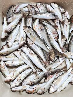 Подвижные крючки — и порядок: утренний червь с 6 до 9, дождь не помеха