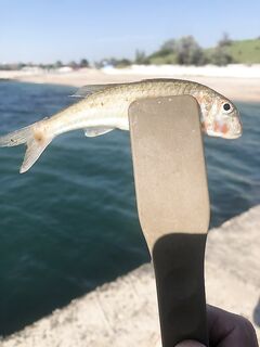 Любимовка, 2-я буна: с 17:00 до 18:30 ласкирик и барабулька, к закату — ставридка