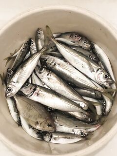 Из моря — в бухту: на рассвете «килька», позже крупнее; веса до 1 г и супер-медленно