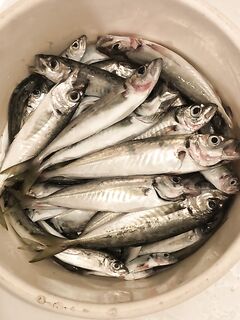 До восхода мелочь, после — редкие «кабанчики»: дедушка взял сарагуса на креветку