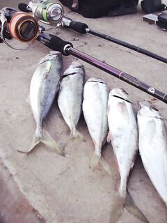 С прогревом воды подойдёт крупная ставрида 25+: ловля будет до середины июля