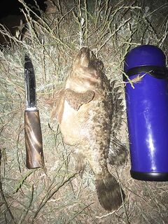 Севастополь, ночная ловля ставриды: бомбарда 25 г+самодур, трофей 800 г на филе