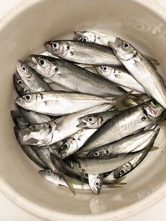 Морская рыбалка в Севастопольской бухте утром: МДЖ 0.5–2.5 г, рыба присутствует