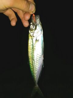 Ерш забастовал — ставрида пошла: тироль 6 г и такеда саламандра 5 см решают