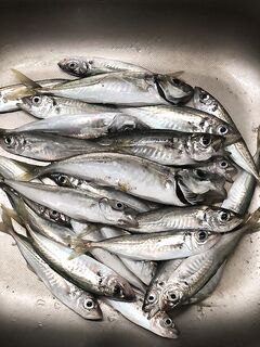 Севастополь, утро: шпроты стеной, укрупнение снасти и первые «кабанчики»