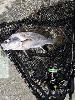 Морская рыбалка на Чёрном море: подсачек обязателен при ставриде на ультралайт