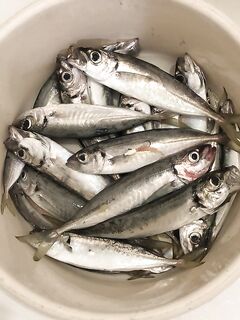 Севастополь, бухта: шпроты стеной, но Аджи Милк и 3 г сделали рыбалку