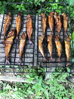 Ветер и дождина: рыба в анабиозе, коптильня выручит — где ловили?